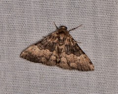 Aporoctena scierodes