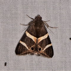 Grammodes oculicola