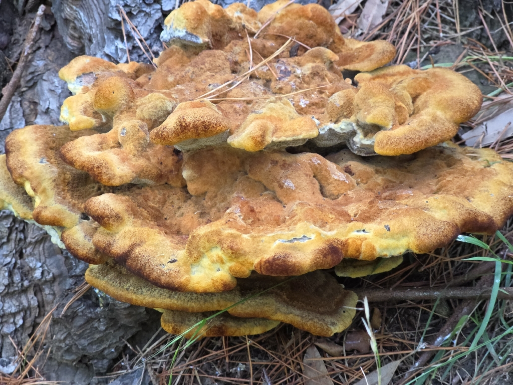 Phaeolus schweinitzii · March 2026 · photo: © ianrainbow (iNaturalist, cc-by)