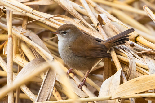 Cetti's warbler
