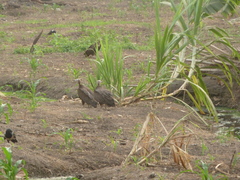 Necrosyrtes monachus