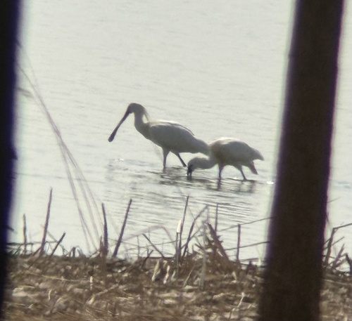 Eurasian Spoonbill