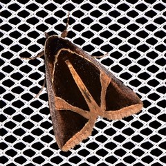 Agamana conjungens