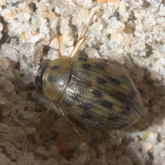 Berosus pantherinus