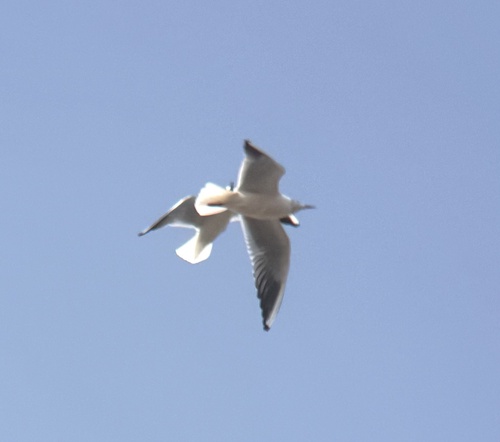 Black-headed Gull