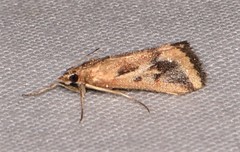 Achyra massalis
