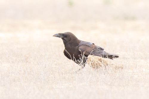 Cuervo desertícola (Corvus ruficollis)