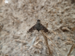 Anthracinae