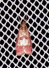 Syntonarcha vulnerata