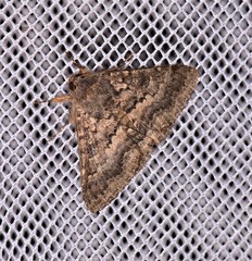Eudesmeola lawsoni