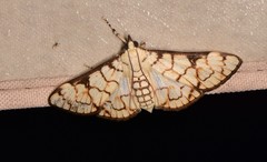 Aphytoceros lucusalis