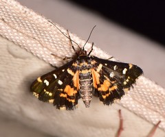 Diathrausta ochreipennis