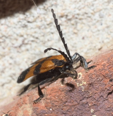 Calopteron discrepans
