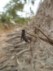 Anthracinae