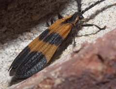 Calopteron discrepans