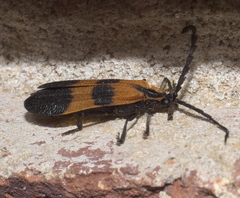 Calopteron discrepans