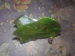 Typophyllum mortuifolium