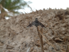 Anthracinae