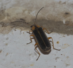 Rhagonycha scitula