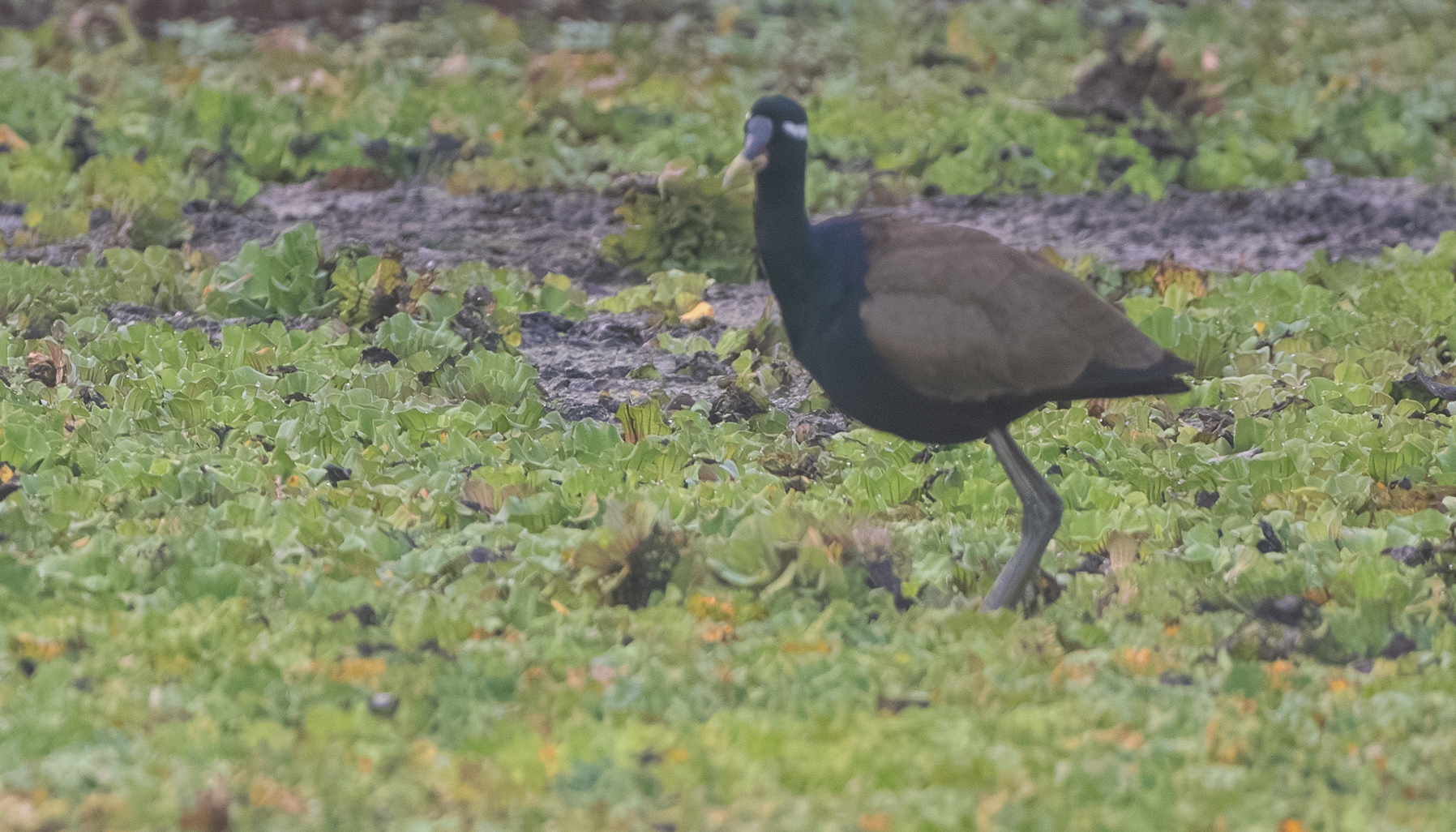 Bronze-winged Jacana (Metopidius indicus), photo 4
