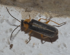 Rhagonycha scitula
