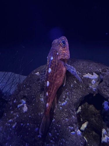 Yellowbarred red rockfish (Sebastiscus albofasciatus) — Sebastidae — 4