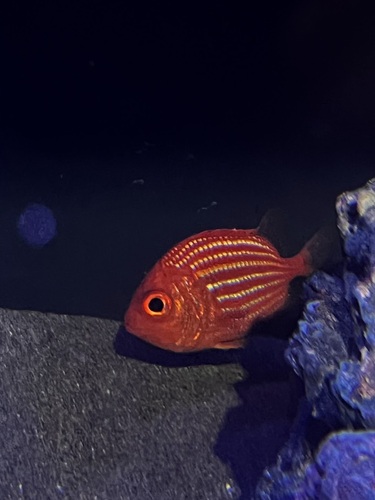 Deepwater soldierfish (Ostichthys kaianus) — Holocentridae — 3