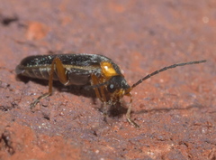 Rhagonycha scitula