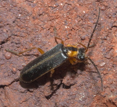 Rhagonycha scitula