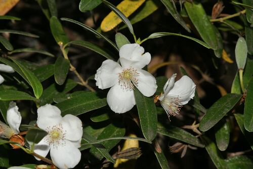 Leatherwood (Eucryphia lucida)