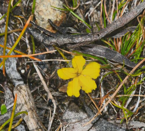 swamp Goodenia (Goodenia humilis)