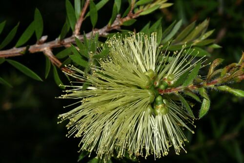lime bottlebrush (Melaleuca virens)