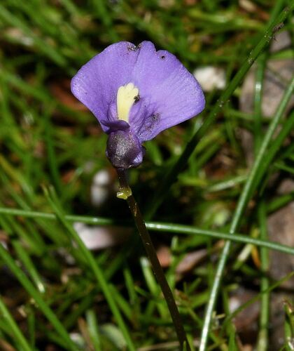 fairy aprons (Utricularia dichotoma)
