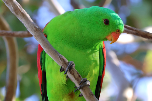 Red-winged Parrot