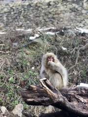 Macaca fuscata fuscata