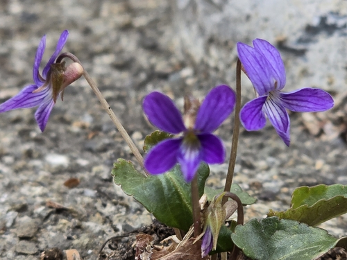 Viola inconspicua, photograph 3