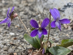 Viola inconspicua, photograph (c) WATANABE Hitoshi 渡辺仁, some rights reserved (CC BY)