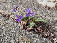 Viola inconspicua, photograph (c) WATANABE Hitoshi 渡辺仁, some rights reserved (CC BY)