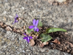 Viola inconspicua, photograph (c) WATANABE Hitoshi 渡辺仁, some rights reserved (CC BY)