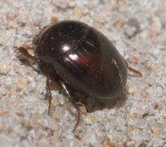 Pseudocanthon perplexus