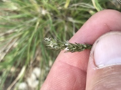 Enneapogon desvauxii