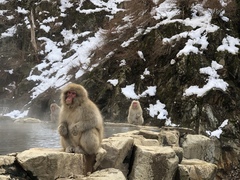 Macaca fuscata fuscata