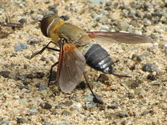 Ligyra satyrus