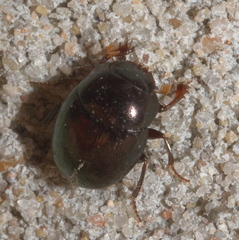 Pseudocanthon perplexus