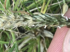 Enneapogon desvauxii