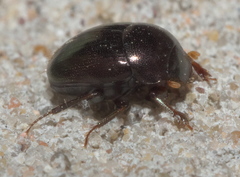 Pseudocanthon perplexus