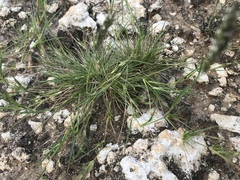 Enneapogon desvauxii