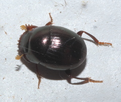 Pseudocanthon perplexus