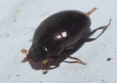 Pseudocanthon perplexus