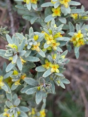 Thymelaea